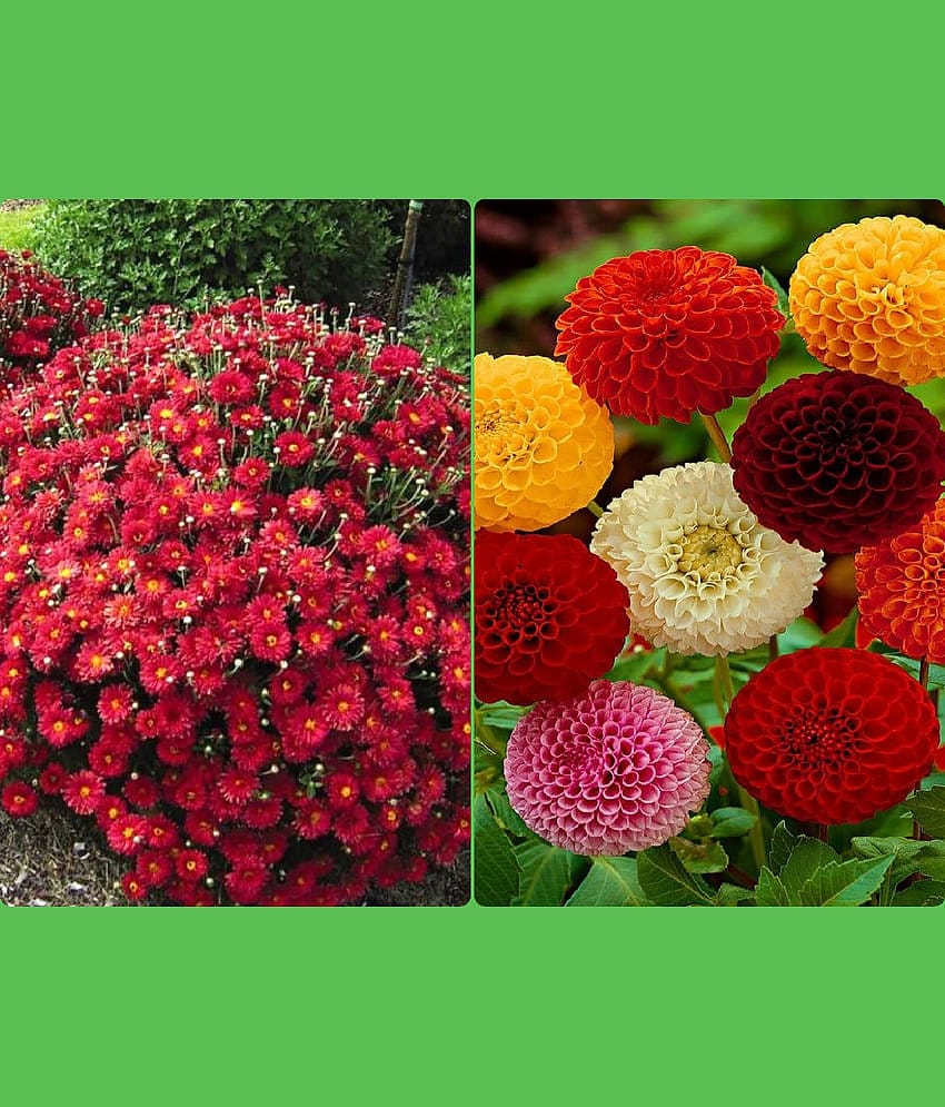 Homeagro Seeds Combo - Chrysanthemum Flower ( 50 seed ) and petunia Hybrid flower mix ( 50 seed)