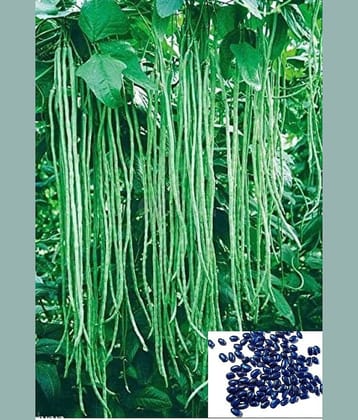homeagro - French Bean Vegetable ( 50 Seeds )