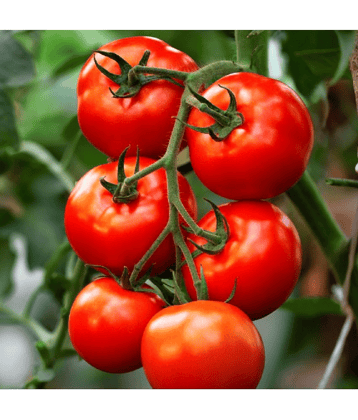 Jignisha Seeds Tomato Vegetable ( 100 Seeds )