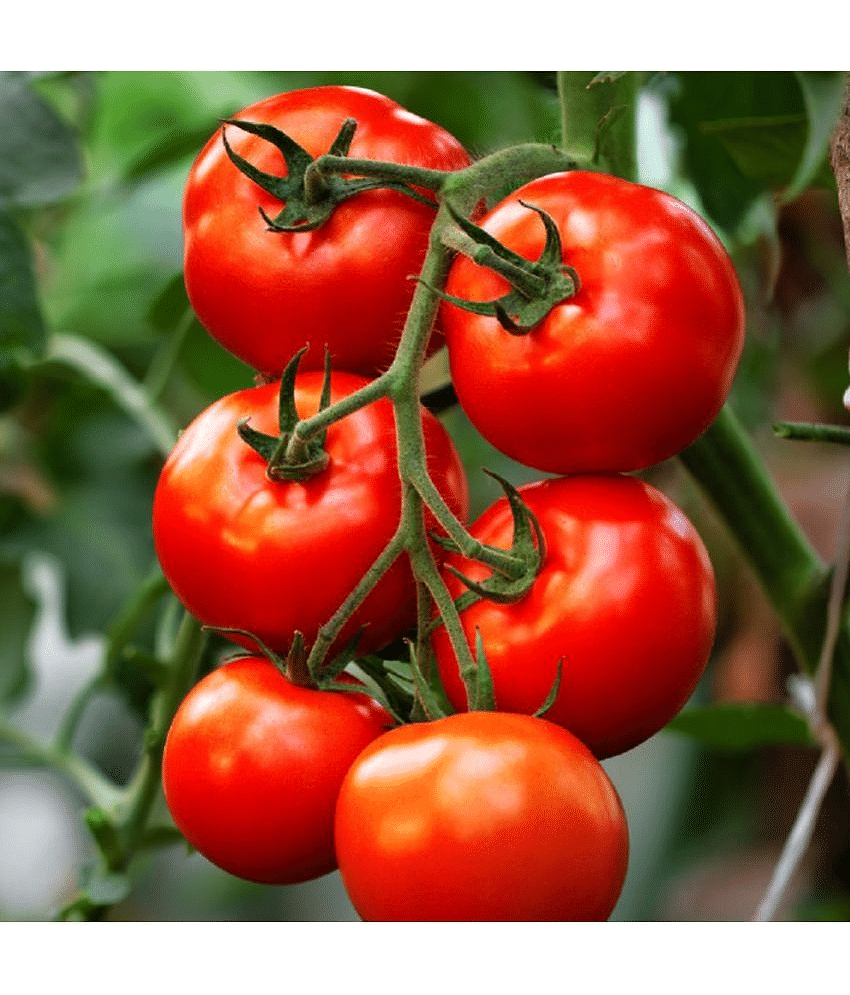 Jignisha Seeds Tomato Vegetable ( 100 Seeds )