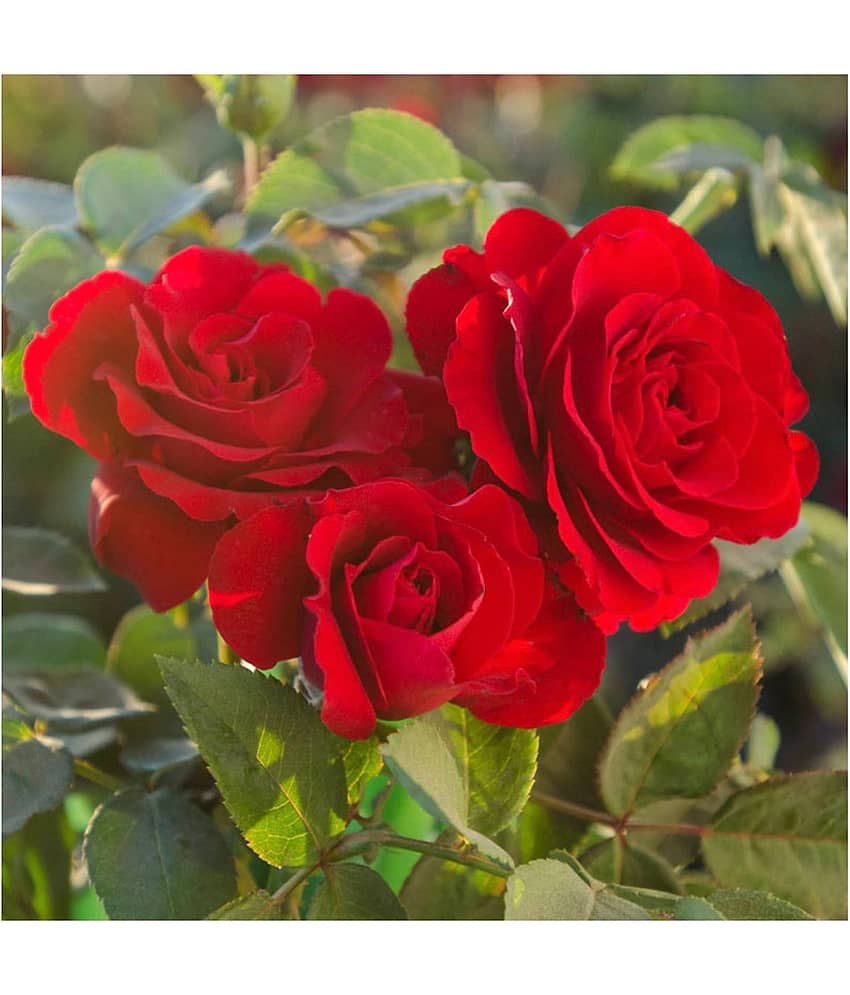 Azalea Gardens Rose Flower Seeds "Red Osiria Ruby Rose" 20 Seeds Pack