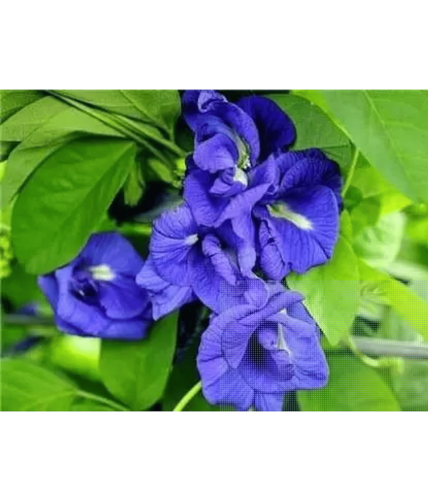 CLASSIC GREEN EARTH - Ipomoea Flower ( 60 Seeds )