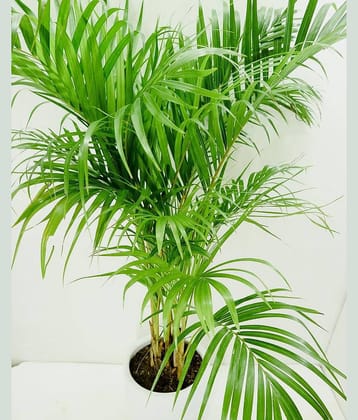Seeds zone Areca Palm Pure Indification Tree Seeds - 10 Seeds Pack