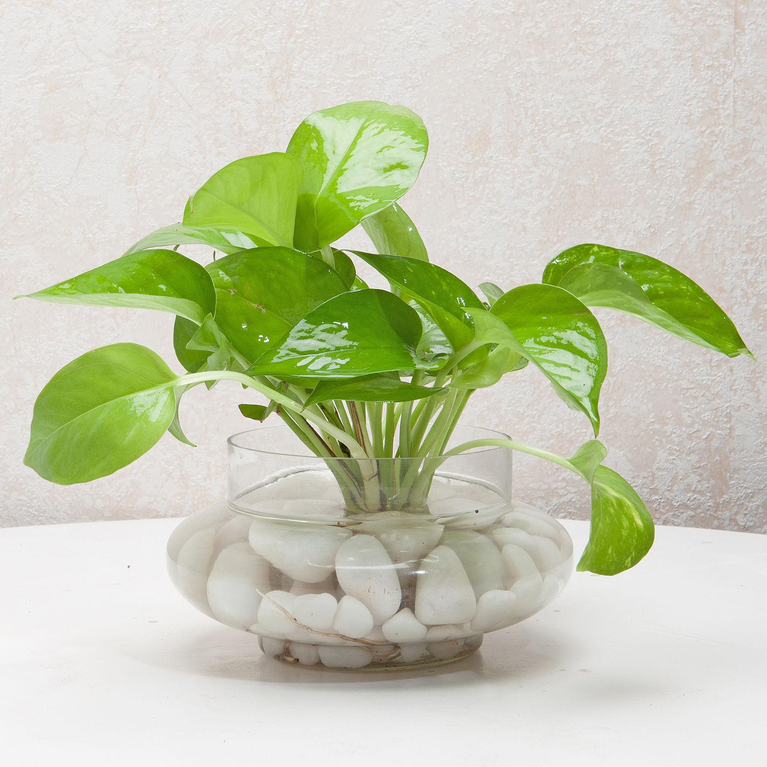 Divine Money Plant Terrarium