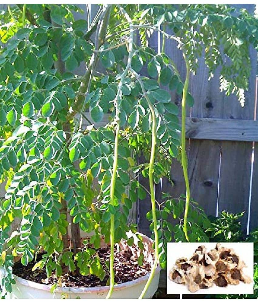 Drum stick sahjan moringa 100 seeds pack with user manual