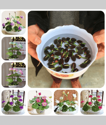 MIX 5 COLOR LOTUS FLOWER 20 SEEDS PACK WITH USER MANUAL