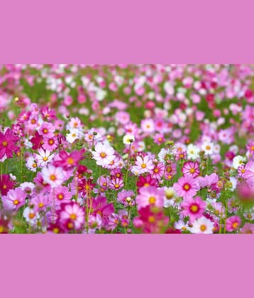 homeagro - Cosmos Mixed Flower ( 20 Seeds )