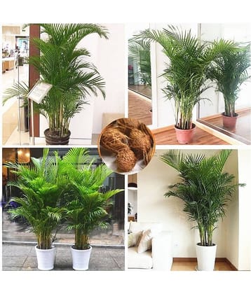 Areca Palm Bonsai Hybrid Tree Seeds - pack of 5 Seeds