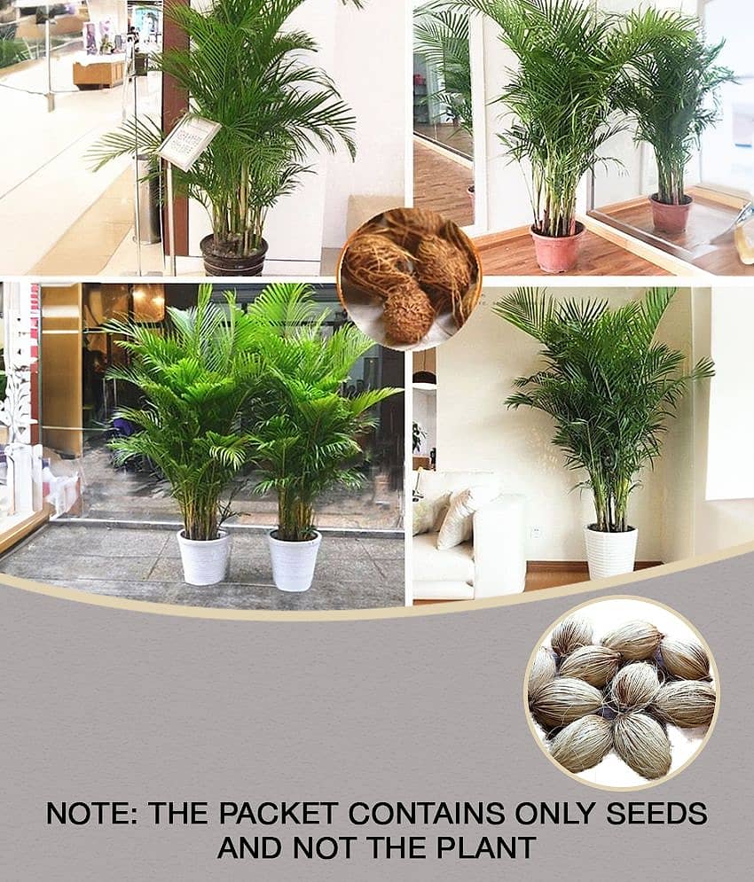 homeagro - Areca palm Plant ( 5 Seeds )