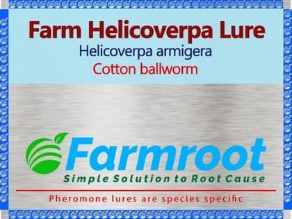 Farm Helicoverpa Lure for Cotton Bollworm - Simple Solution to Root Cause