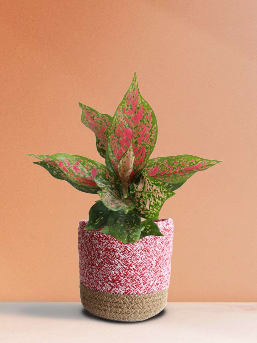 Aglaonema Pink Dalmatian (Medium)