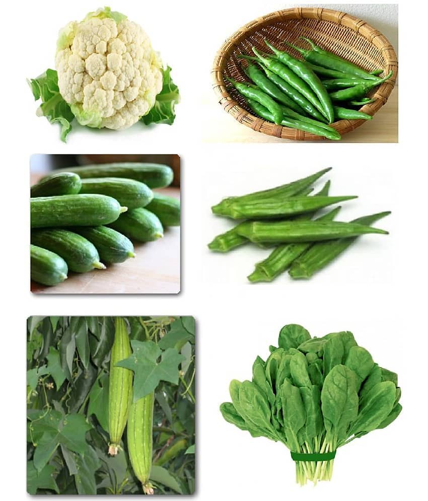 Vegetable Seeds Hybrid 6 In 1 Combo Pack - Cauliflower, Chilli Jwala Pariksha, Cucumber (Green), Bhindi Sujata okra, Sponge Gourd F1 White Long & Spinach Seeds 10 Seeds Each