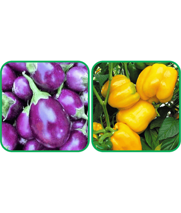 Aero Seeds Capsicum Yellow ( 30 Seeds) And Brinjal Purple Round ( 30 Seeds) Vegetable Seeds Pack