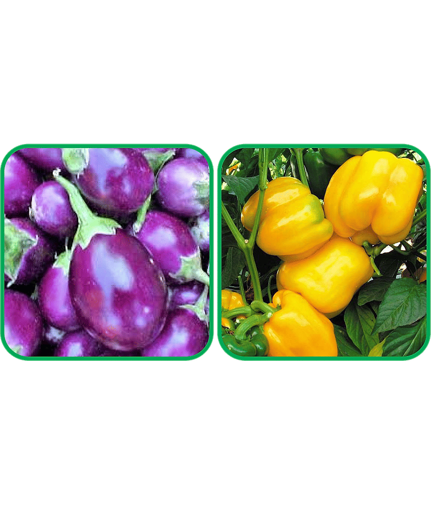 Aero Seeds Capsicum Yellow ( 30 Seeds) And Brinjal Purple Round ( 30 Seeds) Vegetable Seeds Pack