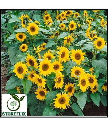 STOREFLIX SUNFLOWER MEDIUM SURAJMUKHI Seed (50 per packet) WITH FREE COCOPEAT SOIL AND USER MANUAL