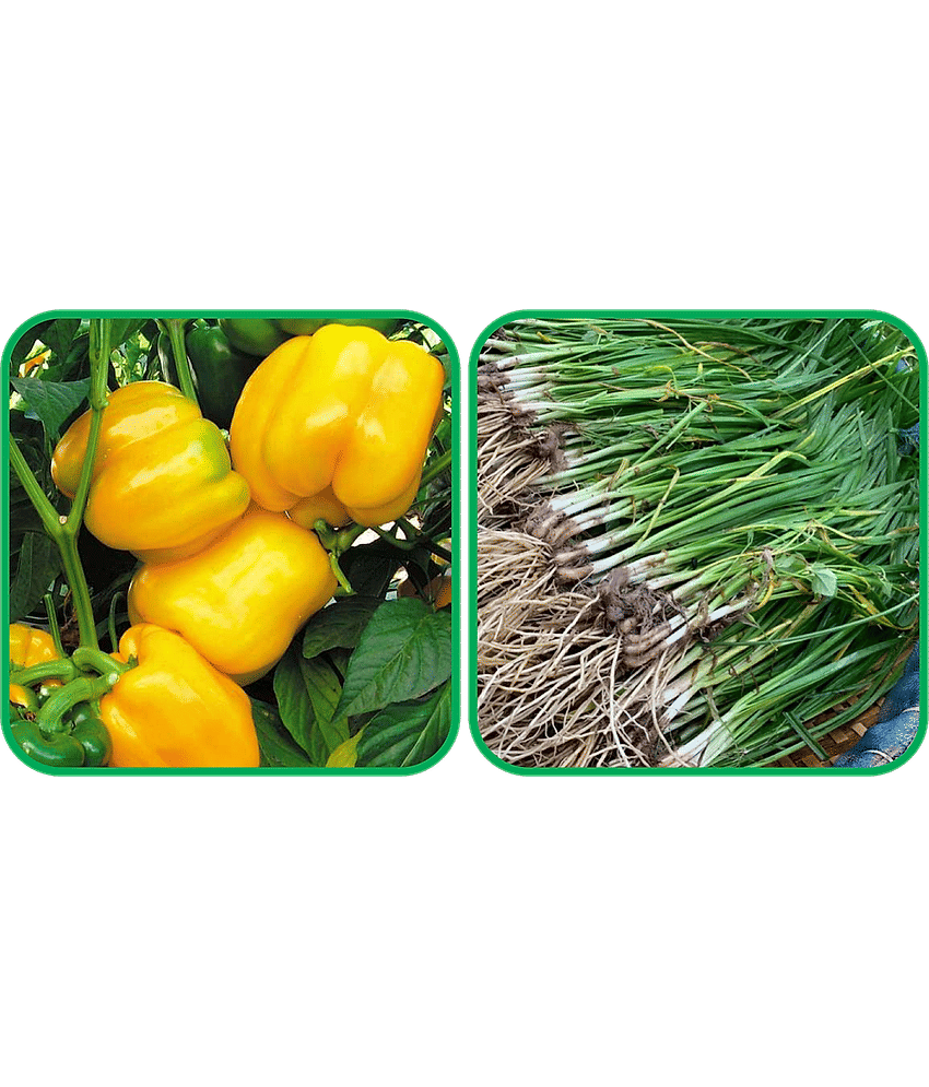 Aero Seeds Garlic Chives ( 50 Seeds) And Capsicum Yellow ( 30 Seeds) Vegetable Seeds Pack