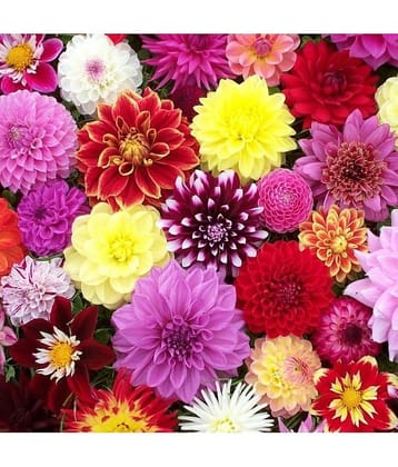 HN organic seed - Dahlia Mixed Flower ( 25 Seeds )