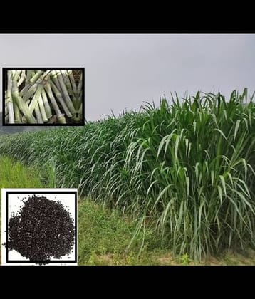 SUPER NAPIER Grass seed - 500 seeds/Pack, FOR OUTDOOR GARDENING USE FOR ANIAMAL FOOD Instruction Manual Inside Package