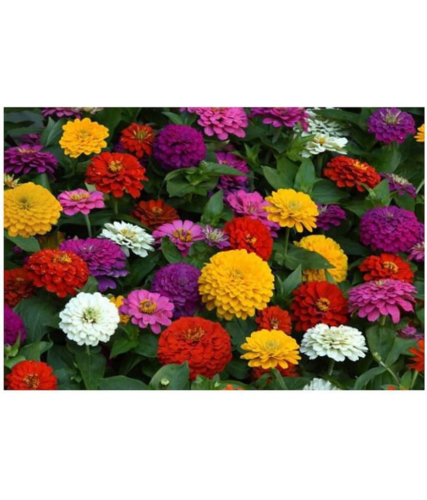 Zinnia mix color flower 50 seeds good for home gardening