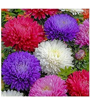Green Terrace : 50 Seeds of Premium Aster Mixed Winter Flowers