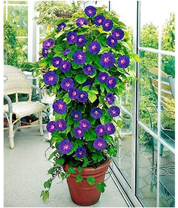 CLASSIC GREEN EARTH Iphomia F1 mix flower seeds Pack of 20 with growing cocopeat