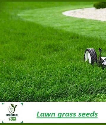 Bermuda lawn grass 1000 seedspack for gardening