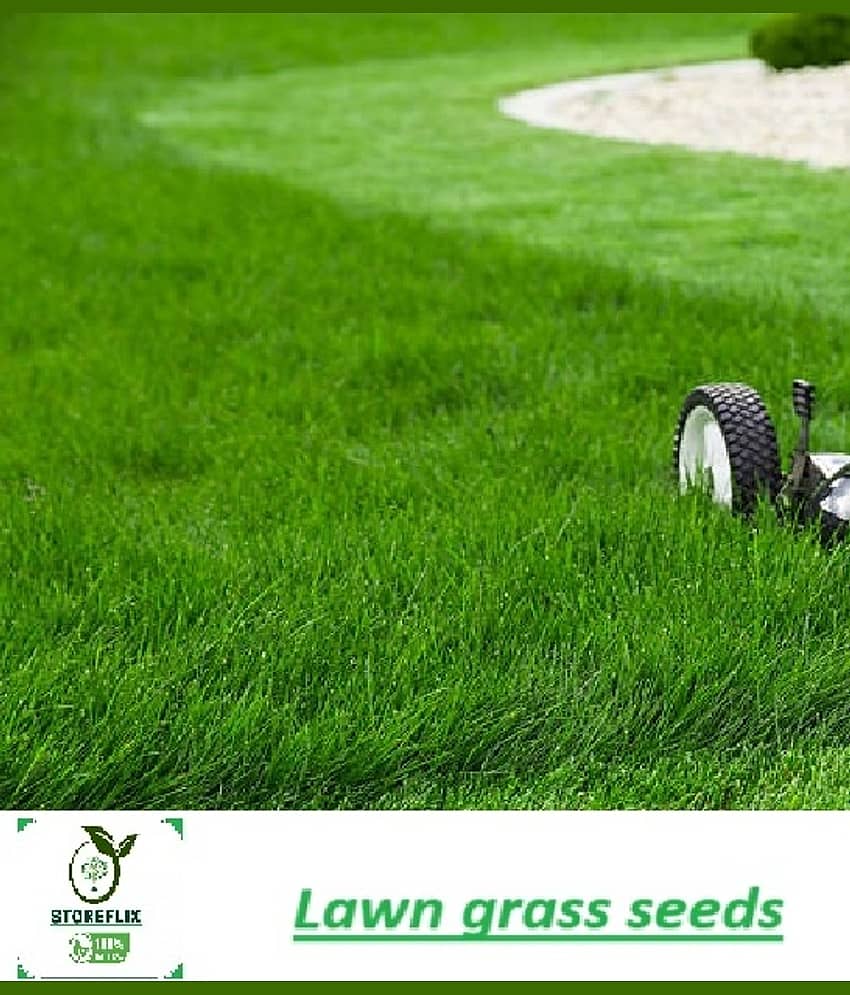 Bermuda lawn grass 1000 seedspack for gardening
