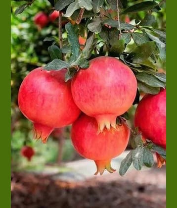 Cloud Farm Outdoor Fruit Plant ( Pack of 1 )