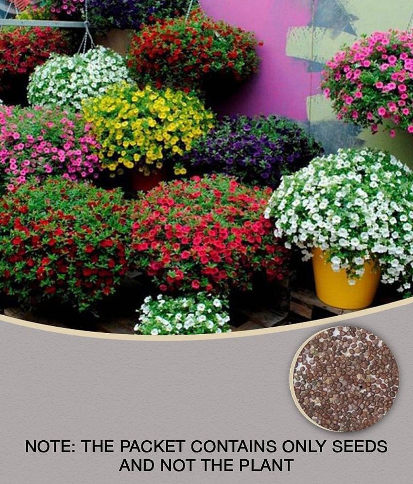 Flower Seeds : Petunia Best Pro Mix Flower Seeds Hybrid Flower Seeds For All Season Home Garden Plant Seeds Eco Pack Garden Plant Seeds By OhhSome