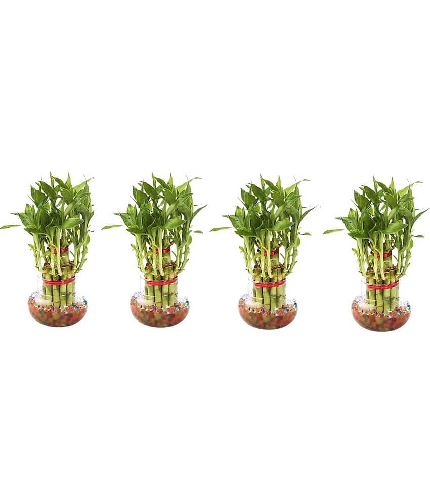 Green plant indoor - Green Wild Artificial Flowers With Pot ( Pack of 4 )