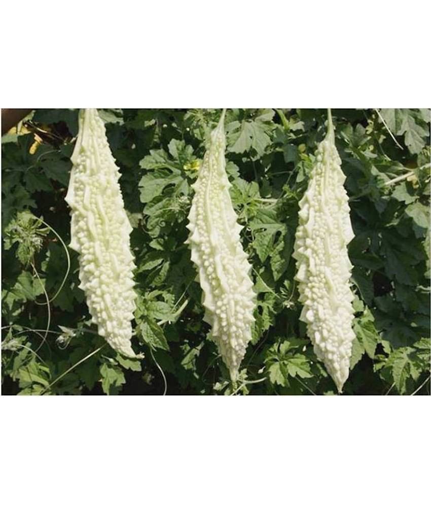 homeagro - Bitter Gourd Vegetable ( 20 Seeds )