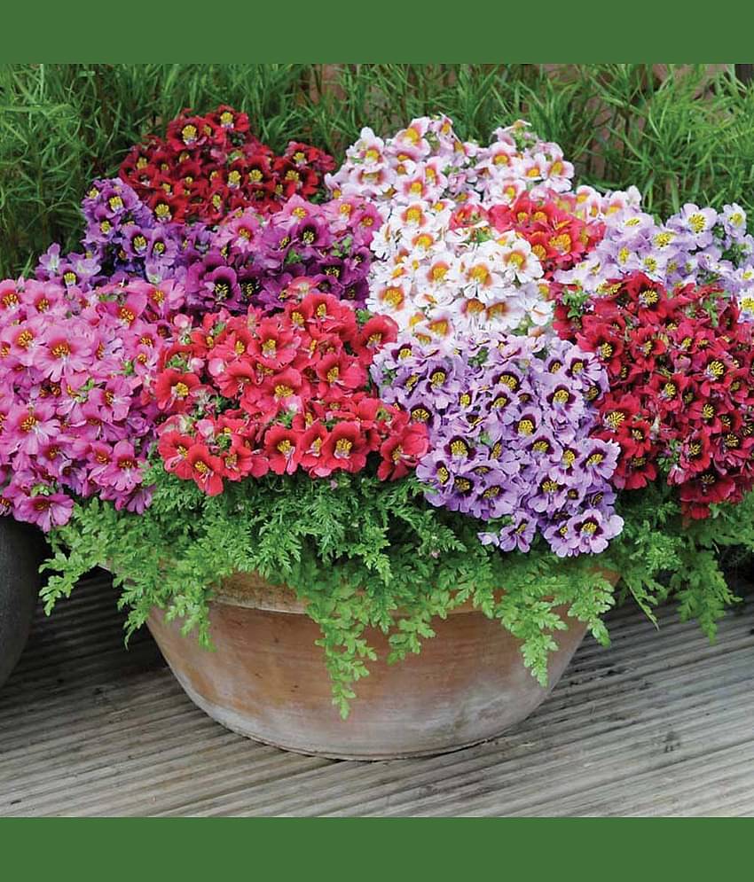 Flower Seeds : Mixed Petunia Attractive Bedding Pack Home Garden Plant Seeds
