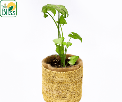 Trellis Bliss 5″ Golden Grass Succulent Planter