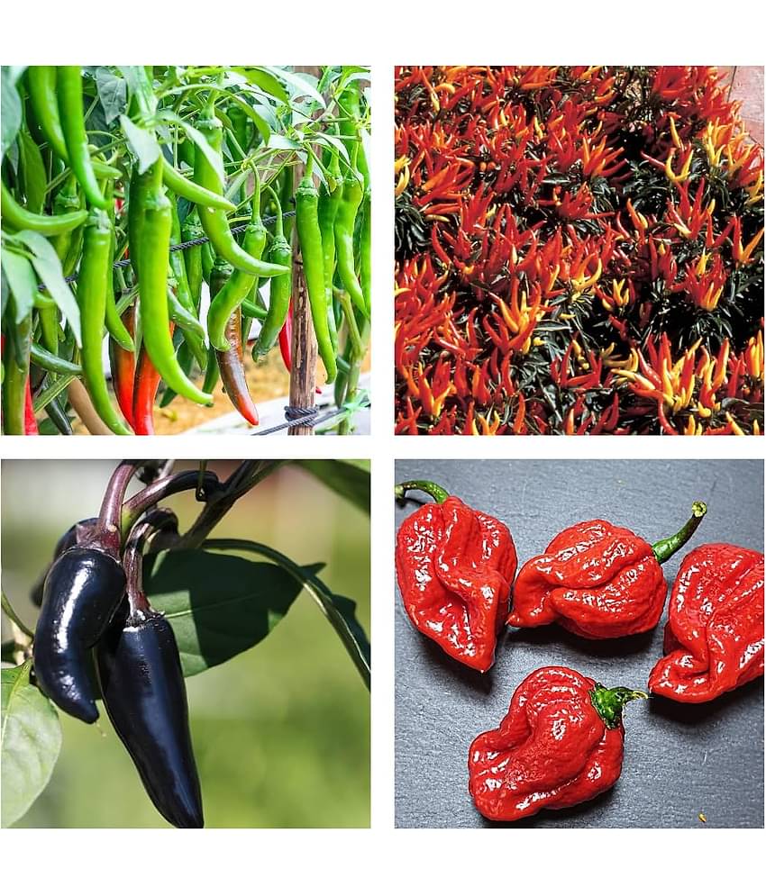 OLD STORE Chilli Vegetable ( 60 Seeds )