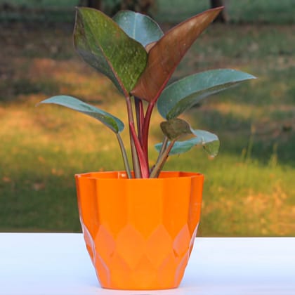 Orange Zeta Cool Pot-6 Inch / Pack of 2 / Orange
