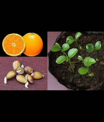 Azalea gardens Indoor Dwarf 10Pc Delicious Fruit Potted Orange Tree Climbing Seed Sweet Orange Fruit Seeds
