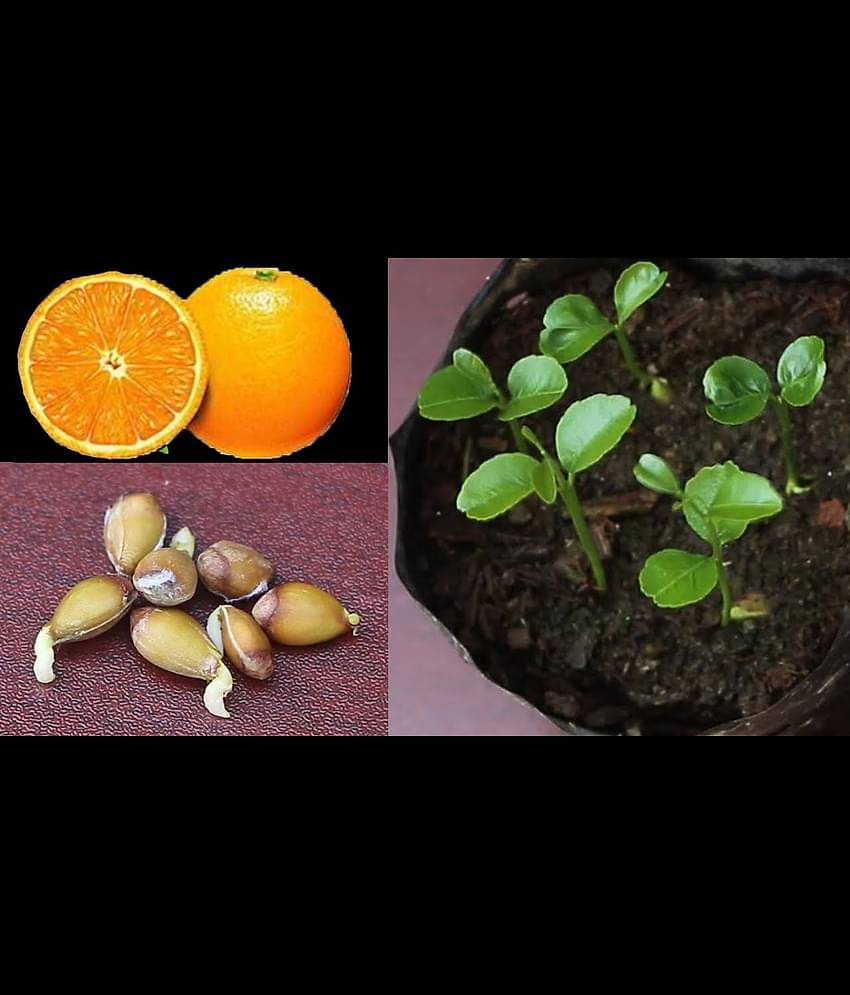 Azalea gardens Indoor Dwarf 10Pc Delicious Fruit Potted Orange Tree Climbing Seed Sweet Orange Fruit Seeds
