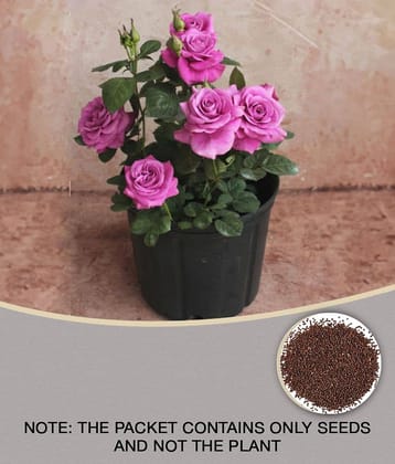 Purple Chinese Rose Tree Miniature seed Beautiful flower Yard Flower 20 seeds
