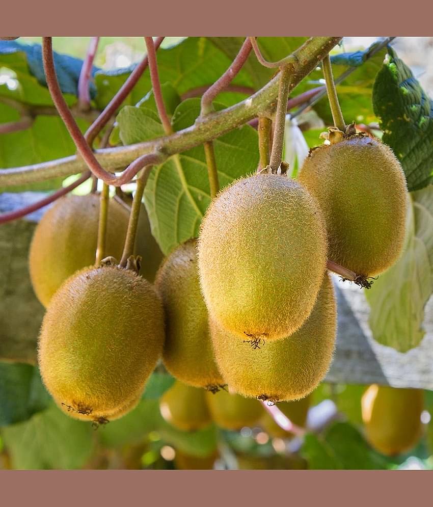 zello Kiwi Fruit ( 20 Seeds )