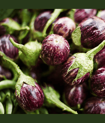 Jignisha Seeds Hybrid Eggplant Vegetable ( 50 Seeds )