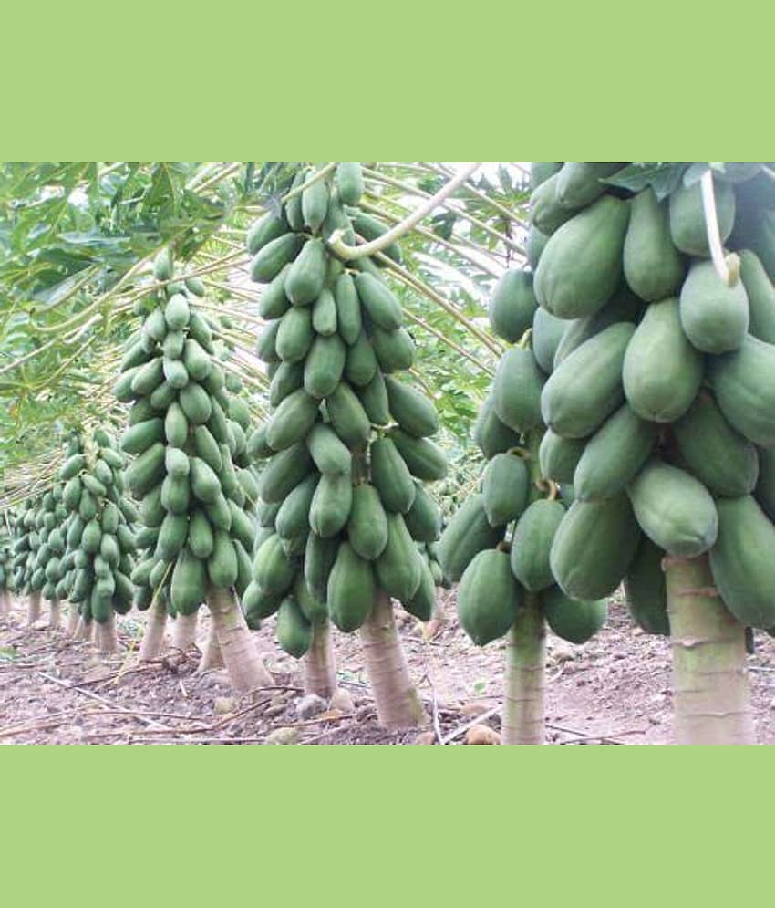 Garden Care Papaya Seeds - Dwarf Variety Huge Production Hybrid Seed-5 Pack of 50 Seeds Each