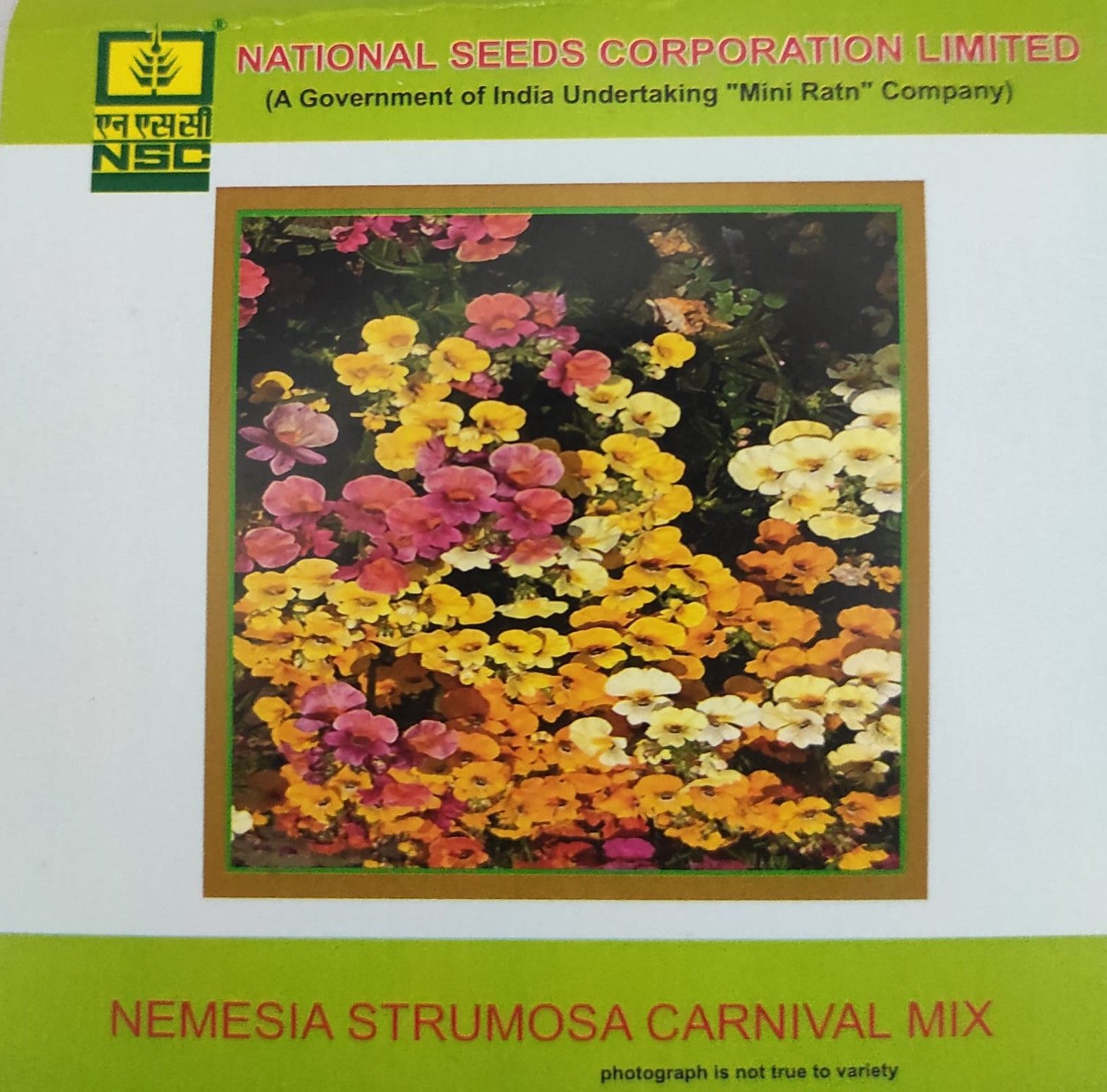 NSC Nemesia Strumosa Carnival Mix Flower Seed