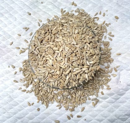 Hybrid Sunflower Seed  1 KG