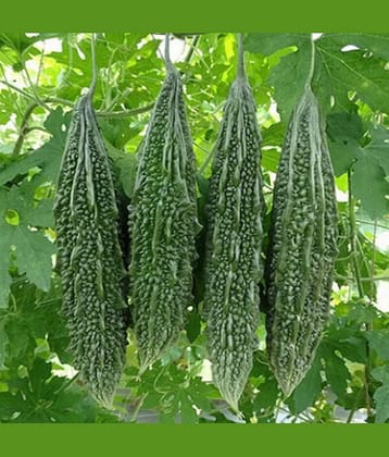 LiveNature Organic Bitter Gourd Vegetable ( 50 Seeds )