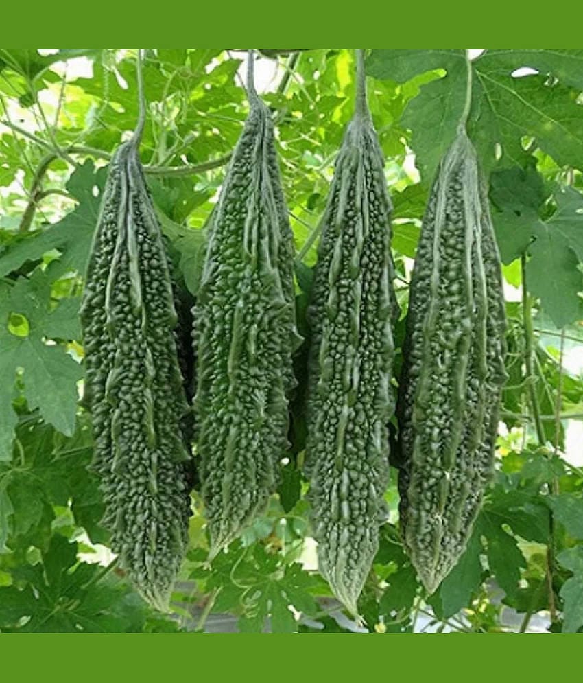 LiveNature Organic Bitter Gourd Vegetable ( 50 Seeds )