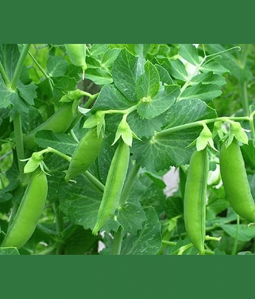 Vedhahi Peas Vegetable ( 50 Seeds )