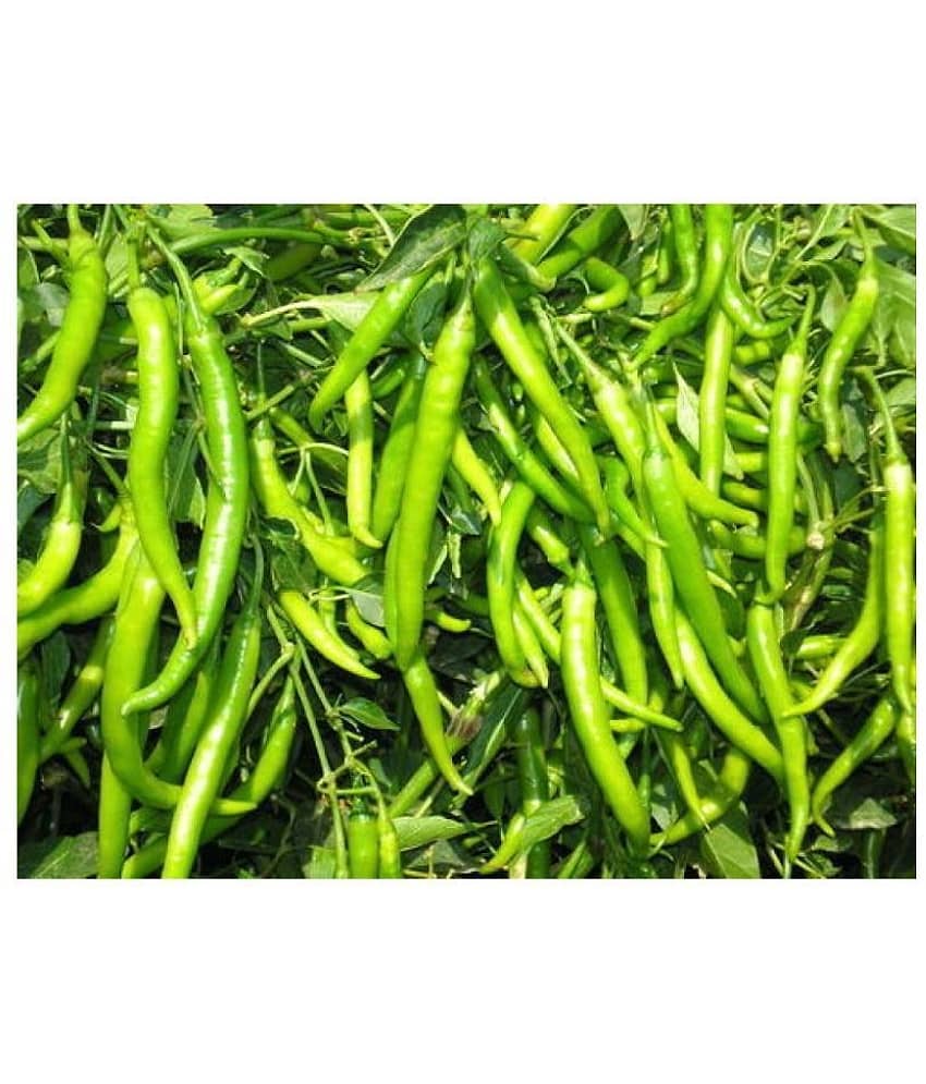 GREEN CHILLI Seed(50 per packet)