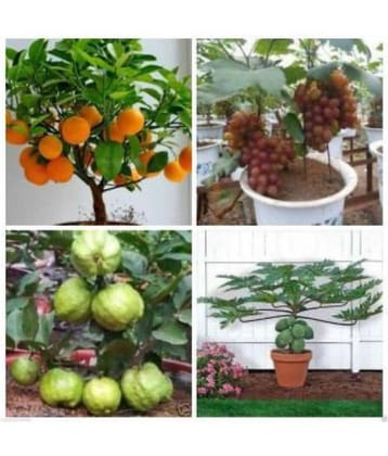 shivam organic seeds - Mixed Fruit ( 20 Seeds )