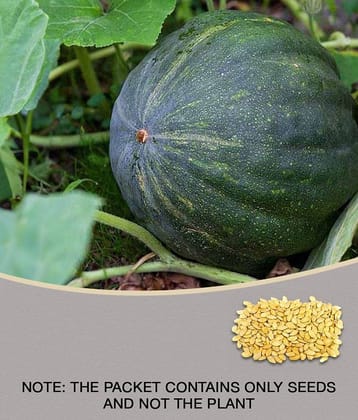 Pumpkin plants seeds