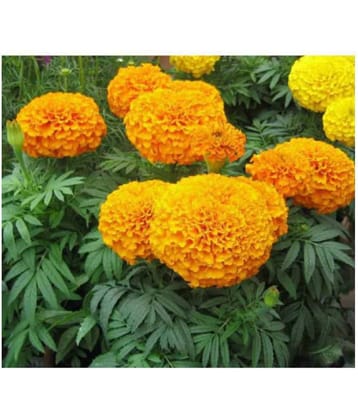 R-DRoz Marigold African Better Germination Flowers Seeds - Pack of 50 Premium Seeds